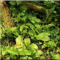 ST9521 : Common twayblades below Winkelbury Hill by Derek Harper