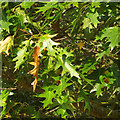 Foliage of Scarlet Oak, Quercus coccinea