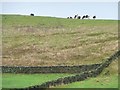 Cattle at the southern end of Woofa Bank