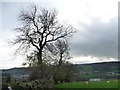 Trees along Grange Lane