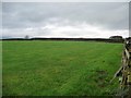 Walled field near Little Slack