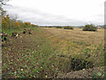 Hedge Maintenance near High Wood Farm