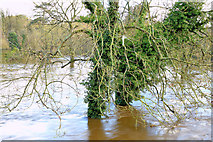 J3067 : The River Lagan in flood, Drumbeg, Dunmurry - November 2014(4) by Albert Bridge