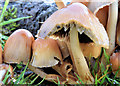 Fungi, Ballyskeagh - November 2014(3)