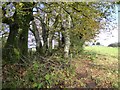 SY1493 : Hedgebank by footpath near Beechwood Farm by David Smith