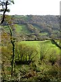 Roncombe valley from Sandcombe Plantation