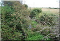 Overgrown ditch, Hooe Level