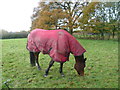 Horse pasture near Bethersden Church