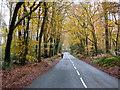 Leith Hill Road in autumn