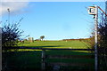 Footpath and sheep pasture