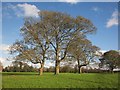 Trees, Oldbury Court