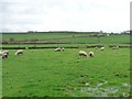 Sheep in waterlogged pasture