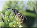 NT2470 : Wasp on an Ivy inflorescence by M J Richardson
