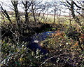 Nant Crymlyn SE of Heol-y-cyw