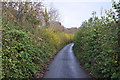 Torridge : Country Lane