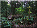 Wooden Bridge in the Little Heath woods