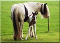 Mare and foal