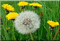 Taraxacum officinale, Dandelion