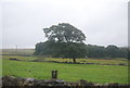 A leaning tree, Greenhow