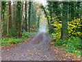 Driveway going westwards from Horsell Common Road