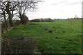 Middlebank pasture