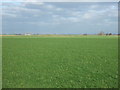 Flat farmland north of Marsh Road