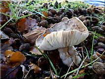 H5776 : Fungus, Loughmacrory by Kenneth  Allen