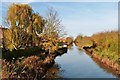 TL8507 : Autumnal scene on the Chelmer Navigation Canal by Derek Voller