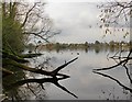 Fallen trees by the gravel-pit shore