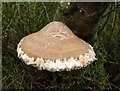 SE1663 : Fungus above Guise Cliff by Derek Harper
