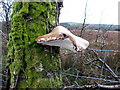 Tree fungus, Ligfordrum