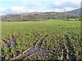 Waterlogged field entrance at the top of a drumlin