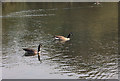 Canada Geese on the Wilderness Lake, Porthcawl