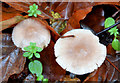 Fungi near Comber - November 2014(2)