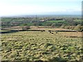 Cattle with a distant view of Caernarfon, Ceunant