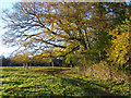 SX8078 : Late autumn afternoon, Parke by Alan Hunt