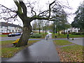 Gnarled tree, Festival Park, Omagh