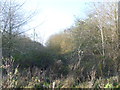 Valley bottom wood and lake