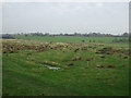 Rough grazing near Wall Pool Bridge