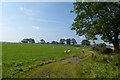 Sheep near Widdrington Cottages