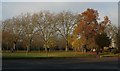 Trees, Priory Park, Hornsey