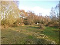 Plaitford Common, ponies