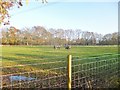 Plaitford, horse grazing