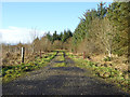 Track on the edge of Kershope Forest