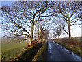 Tree-lined road near Dorryfield Farm