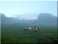NY5369 : Sheep in morning mist by Oliver Dixon