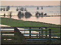 TL5392 : Cattle corral and flooding - The Ouse Washes near Welney by Richard Humphrey