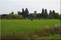 SO8630 : Cows grazing near the River Severn by Bill Boaden