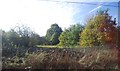 Trees, Stepping Hill