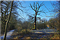 Dead tree near Bewbush Brook